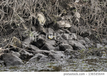 Nature Nature 136585644