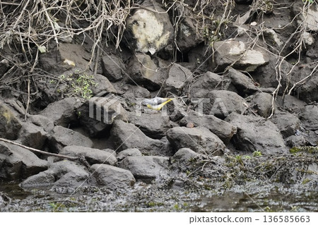 Nature Nature 136585663