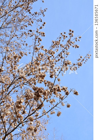Dead leaves of Ailanthus altissima (family: Spinaceae) deciduous broadleaf tree 136585671