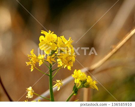 Canola flowers shining in spring light Canola flowers shining in spring light 136585910