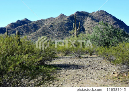 Winter San Tan Mountains Sonoran Desert Arizona Winter San Tan Mountains Sonoran Desert Arizona 136585945