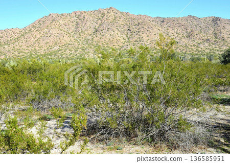 Winter San Tan Mountains Sonoran Desert Arizona Winter San Tan Mountains Sonoran Desert Arizona 136585951