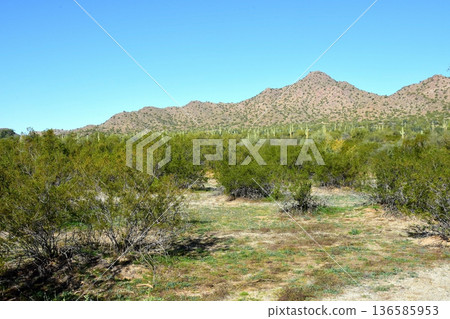 Winter San Tan Mountains Sonoran Desert Arizona Winter San Tan Mountains Sonoran Desert Arizona 136585953