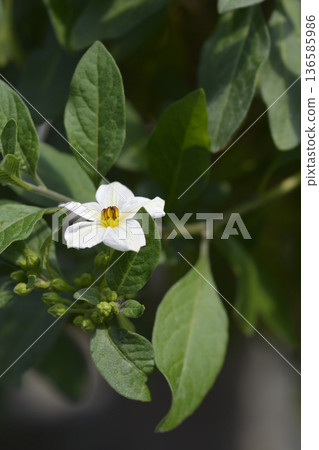 Potato bush 136585986