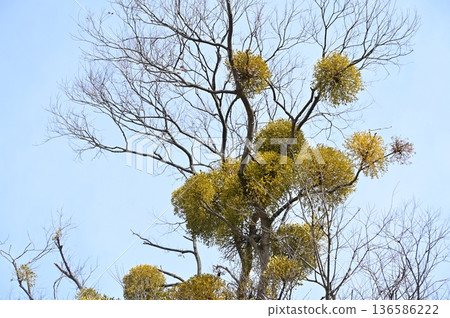 槲寄生(檀香科)半寄生植物 槲寄生(檀香科)半寄生植物 136586222