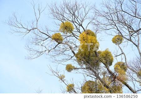 槲寄生（檀香科）半寄生植物 136586250