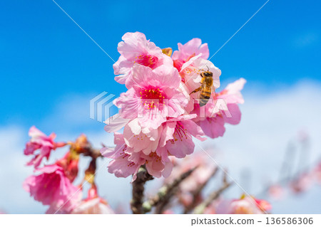 Okinawa's first cherry blossom and honeybees, Nakijin Castle ruins, and winter cherry blossoms (A) Okinawa's first cherry blossom and honeybees, Nakijin Castle ruins, and winter cherry blossoms (A) 136586306