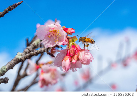 沖繩的第一朵櫻花和蜜蜂，今歸仁城遺址，觀木櫻（C） 136586308