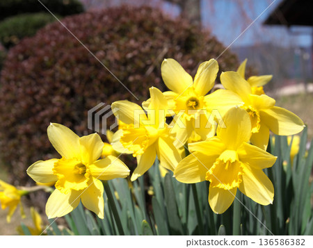 Yellow daffodils Yellow daffodils 136586382