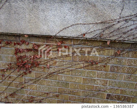 A classical wall scene with dead ivy growing on it A classical wall scene with dead ivy growing on it 136586387