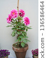 Pink dahlias in a pot. Several blooming flowers and buds of a single plant, with green leaves, are tied to a bamboo support, grow in an unfinished clay pot against a plain white wall on the terrace. 136586464