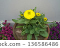 Yellow calendula flowers and buds grow in a pot against a light gray monochrome background. Close-up of a potted healthy medicinal plant blooms alongside red and purple plants on a terrace or balcony. 136586486