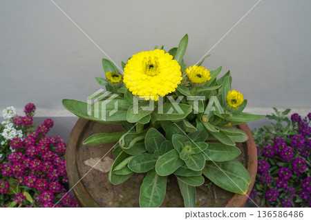 Yellow calendula flowers and buds grow in a pot against a light gray monochrome background. Close-up of a potted healthy medicinal plant blooms alongside red and purple plants on a terrace or balcony. Yellow calendula flowers and buds grow in a pot against a light gray monochrome background. Close-up of a potted healthy medicinal plant blooms alongside red and purple plants on a terrace or balcony. 136586486