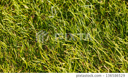 Green lawn in sunlight. 136586529