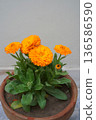 Orange calendula flowers and buds grow neatly in a pot against a light gray monochrome background. Close-up of a bright medicinal plant, with green healthy leaves and petals. 136586590