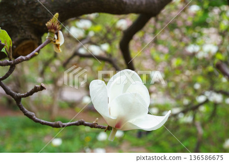 White magnolia soulangeana Alba Superba flower blooming on tree branch in spring garden background White magnolia soulangeana Alba Superba flower blooming on tree branch in spring garden background 136586675