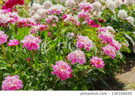 Blooming pink peony flowers in sunny garden with green leaves and natural plant background 136586689