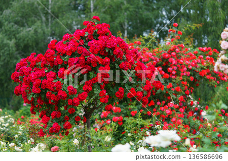 Bush of bright red rose flowers blooming in garden with green leaves and natural background Bush of bright red rose flowers blooming in garden with green leaves and natural background 136586696