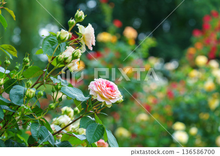 Bush of soft pink rose flowers blooming in garden with green leaves and natural background Bush of soft pink rose flowers blooming in garden with green leaves and natural background 136586700