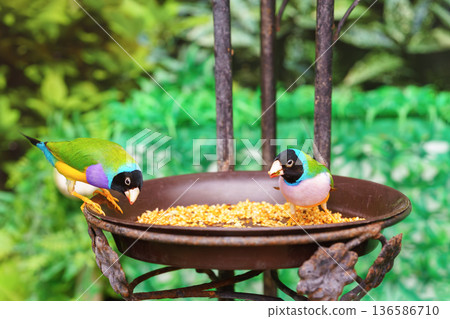 Colorful Chloebia gouldiae, Gouldian finch perched on feeder with seeds on natural green background 136586710