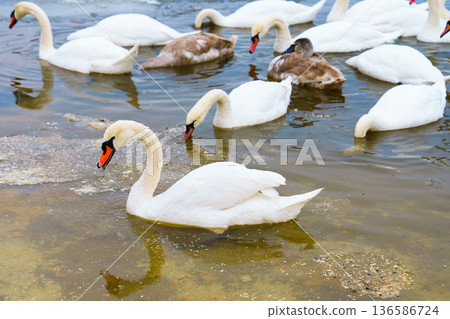 Large bird family, flock of white mute swans swimming together on icy winter lake, wildlife scene 136586724