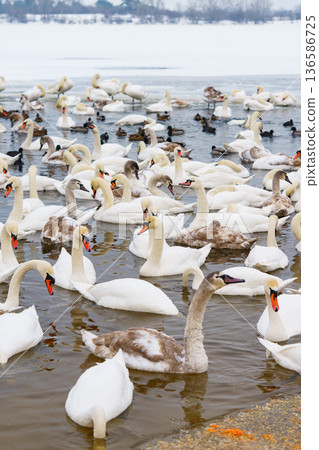 Large bird family, flock of white mute swans swimming together on icy winter lake, wildlife scene Large bird family, flock of white mute swans swimming together on icy winter lake, wildlife scene 136586725