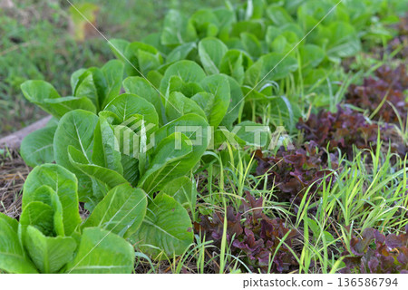 Closeup view of green cos lettuce on organic farm Closeup view of green cos lettuce on organic farm 136586794