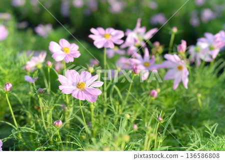 Colorful flowers are blooming fresh in the morning of spring garden with soft sunlight. 136586808