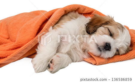 Cute bathed havanese puppy dog wrapped in an orange towel 136586859