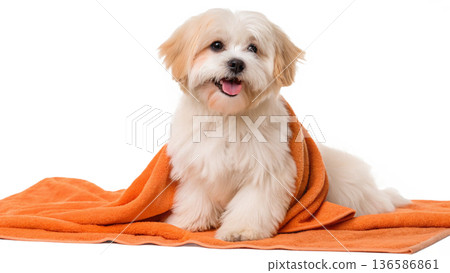 Cute bathed havanese puppy dog wrapped in an orange towel 136586861