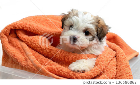 Cute bathed havanese puppy dog wrapped in an orange towel 136586862
