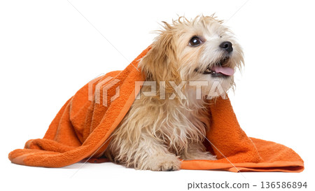 Cute bathed havanes puppy dog wrapped in an orange towel 136586894