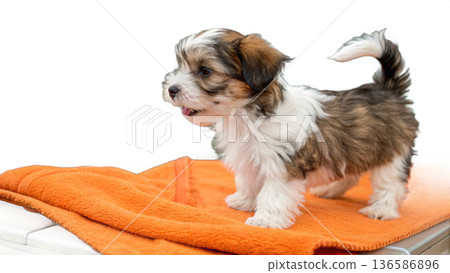 Cute bathed havanes puppy dog wrapped in an orange towel 136586896