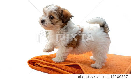 Cute bathed havanes puppy dog wrapped in an orange towel 136586897
