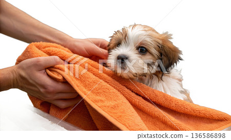 Cute bathed havanes puppy dog wrapped in an orange towel Cute bathed havanes puppy dog wrapped in an orange towel 136586898