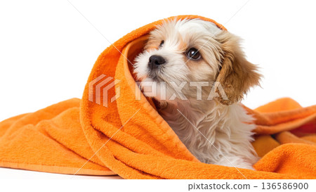 Cute bathed havanes puppy dog wrapped in an orange towel 136586900