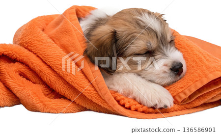 Cute bathed havanes puppy dog wrapped in an orange towel 136586901