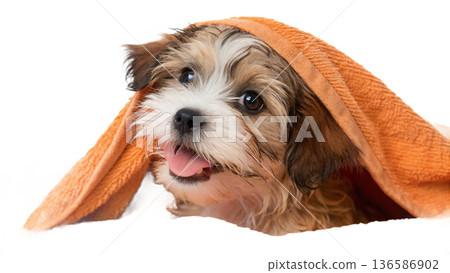 Cute bathed havanes puppy dog wrapped in an orange towel 136586902