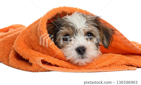 Cute bathed havanes puppy dog wrapped in an orange towel Cute bathed havanes puppy dog wrapped in an orange towel 136586903