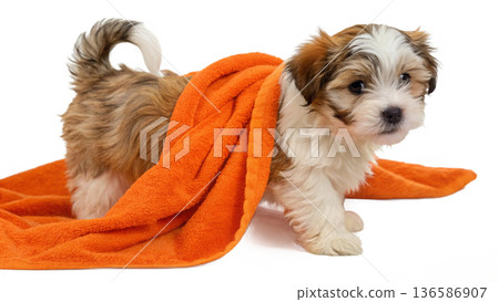 Cute bathed havanes puppy dog wrapped in an orange towel 136586907