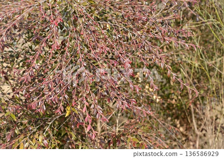 山茶科植物 Camellia erina cascade 的花蕾 山茶科植物 Camellia erina cascade 的花蕾 136586929