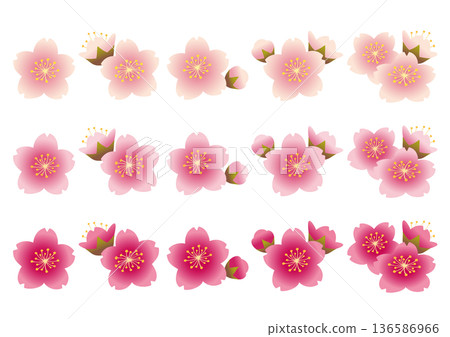 一組粉紅色和白色的櫻花花瓣和花苞 136586966