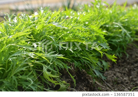Mizuna (Brassicaceae) biennial plant planted in the ground Mizuna (Brassicaceae) biennial plant planted in the ground 136587351