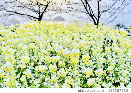 Snow-covered rapeseed fields on Kasado Island at dusk 136587380