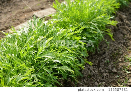 Mizuna (Brassicaceae) biennial plant planted in the ground 136587381