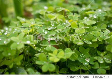 Dew-Kissed Clover Leaves, Clover Field Texture Dew-Kissed Clover Leaves, Clover Field Texture 136587405