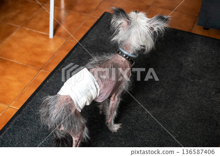 Chinese Crested Dog with Bandage Recovering from Injury 136587406