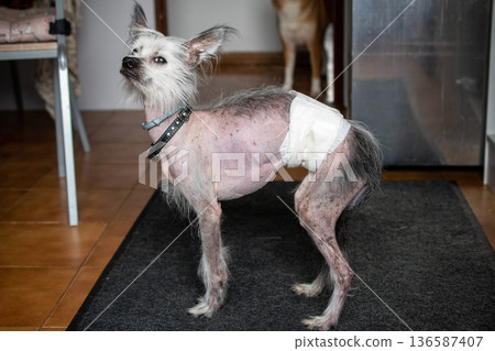 Hairless dog wearing a diaper standing indoors Hairless dog wearing a diaper standing indoors 136587407