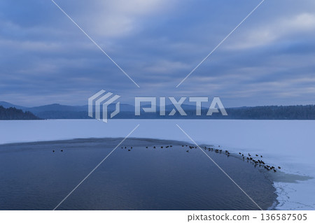 Waterfowl gathering on partial frozen Olsina lake in winter Waterfowl gathering on partial frozen Olsina lake in winter 136587505