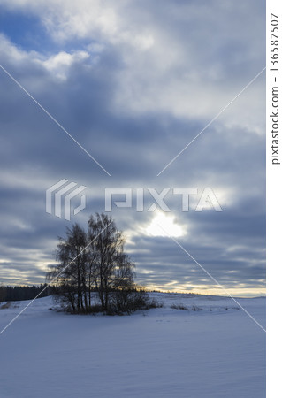 Winter landscape with snow field and bare trees 136587507